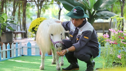 Os turistas ficam encantados ao ver o par de cavalos miniatura "únicos" no Oeste.