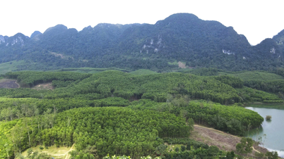 'Nghệ nhân' nuôi ong