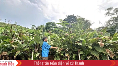 Ngoc Lien, kararı uygulamaya koyuyor.