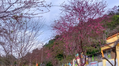 ផ្កានិទាឃរដូវនៅលើភ្នំថ្ម