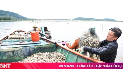 Clam prices have doubled, bringing huge profits to farmers.