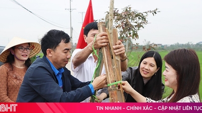 Comuna Cam Xuyen a plantat 750 de copaci la începutul Anului Calului (2016).