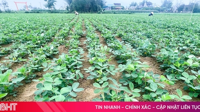 Actividad activa en Duc Quang: cuidado de cacahuetes y fertilización de los cultivos de arroz de primavera.