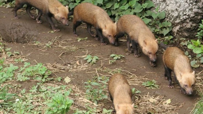 Cachorro-do-mato sul-americano: Um pequeno, mas formidável caçador da selva.