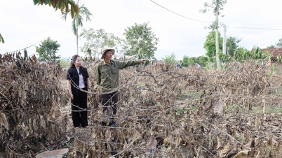 Dak Lak: Lebih 600.9 bilion VND dibelanjakan untuk menyokong pemulihan pengeluaran selepas Taufan No. 13 dan banjir.