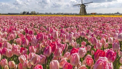 Mengungkap 5 ladang tulip terindah di Belanda.