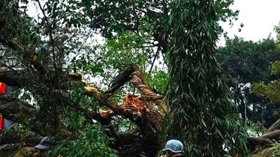 ហាណូយ៖ ដើមឈើ​រលំ​សង្កត់​មនុស្ស​ពីរ​នាក់​រងរបួស។