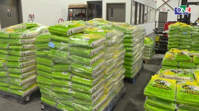Les producteurs de riz vietnamiens développent le segment haut de gamme pour accroître la valeur de leurs exportations.
