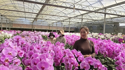 De uitdaging om een ​​merk op te bouwen voor Da Lat-bloemen in een tijd van toenemende import van bloemen.