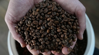 Die Kaffeepreise haben sich heute, am 25. Februar, gewendet und sind gestiegen, da der brasilianische Real an Stärke gewonnen hat.