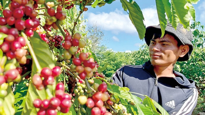 Cafeaua Gia Lai vizează un lanț valoric global.