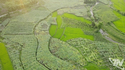 পরিষ্কার কৃষিতে প্রতিশ্রুতিবদ্ধ থাকুন।