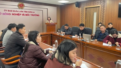 El Departamento Provincial de Producción de Cultivos y Protección Vegetal de Son La está trabajando en estrecha colaboración con las autoridades locales para abordar con decisión las dificultades y obstáculos en la producción de cultivos y la protección vegetal en las comunas y distritos de toda la provincia.