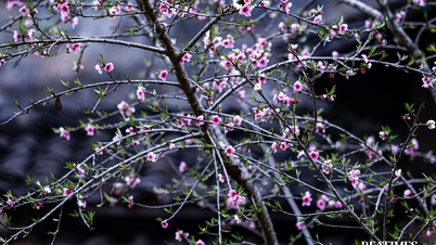Découvrez ces magnifiques sites d'observation des cerisiers en fleurs sur le plateau rocheux de Ha Giang.