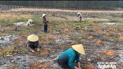 Nghe An : Un mouvement de reboisement dynamique est en cours pour le printemps 2026.