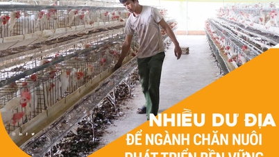 Nhiều dư địa để ngành chăn nuôi phát triển bền vững