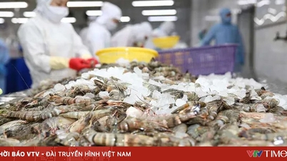 With reduced tariffs, Vietnamese shrimp are accelerating their entry into the US market.