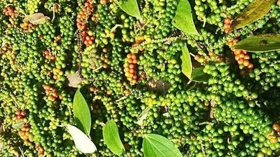 Prețurile cafelei au scăzut ușor, în timp ce prețurile ardeiului au crescut cu 1.000 VND/kg.