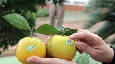Ketelusuran menggunakan kode QR: Sebuah 'paspor' untuk produk pertanian dari Nghe An.