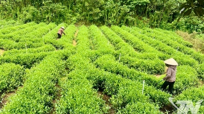 Thai Nguyen possède 54 chaînes de production de thé sûr.