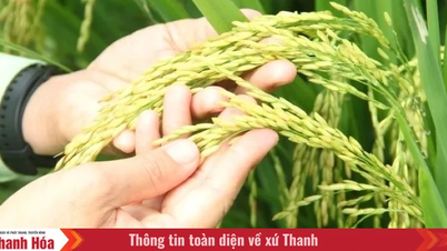 Thanh Hoa صوبے نے اعلیٰ پیداوار، اعلیٰ معیار کے چاول کی کاشت کے لیے 24,000 ہیکٹر سے زیادہ کے منصوبہ بندی کے علاقے کی منظوری دی ہے۔
