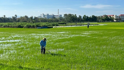 Di awal musim semi, kami pergi ke sawah untuk merawat tanaman padi.