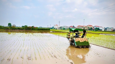 Hai Phong har plantet 70 000 hektar med vårris.