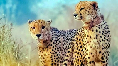 Indien begrüßt vier Gepardenjunge im Rahmen einer Naturschutzmaßnahme zum Schutz dieser seltenen Tierart.