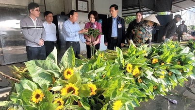 កសិករនៅ An Duong និង An Hai រកចំណូលបានរាប់រយពាន់លានដុងពីផ្កា និងរុក្ខជាតិតុបតែងសម្រាប់បុណ្យតេត។