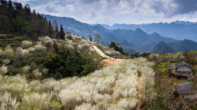 [Photo] Le Lung Phinh est recouvert de fleurs de prunier blanches.