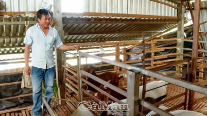 ปีใหม่เริ่มต้นด้วยการเปิดตัวโมเดลการเลี้ยงแพะและงูเห่า
