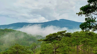 Bidoup – Parc national de Nuí Bà, une destination écotouristique forestière incontournable sur le plateau de Lang Biang.