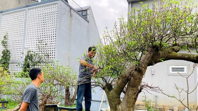 Los pequeños comerciantes están teniendo dificultades para vender sus flores de durazno después del Tet.