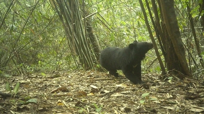 In den Wäldern von Quang Ngai können viele seltene Tiere gefunden werden.