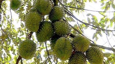 Poza sezonem durian jest rzadkością, a jego ceny gwałtownie wzrosły.