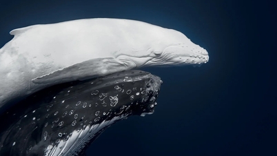 Nézd meg a rendkívül ritka albínó bálnát a World Nature Photography Awards díjátadón.