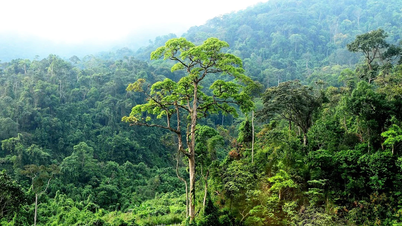 Más de 347 mil millones de VND pagados en transferencias de créditos de carbono.