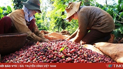 Ekspor kopi menghasilkan pendapatan sebesar 1 miliar dolar AS hanya dalam satu bulan.