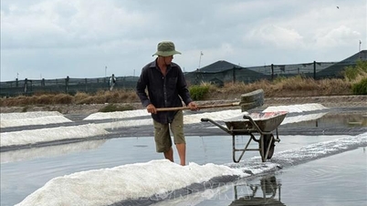 Mưa trái mùa làm thiệt hại hàng trăm ha muối ở TP Hồ Chí Minh
