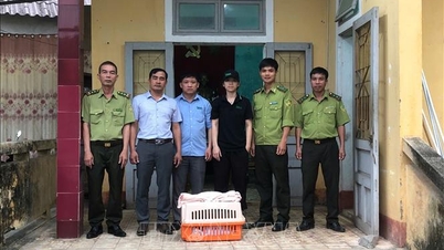 จังหวัดกวางตรีส่งมอบตัวอย่างนากหายากให้แก่อุทยานแห่งชาติกุกฟอง