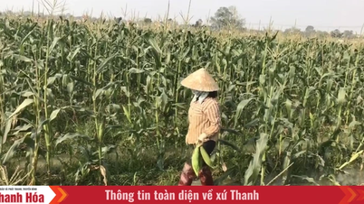 Expand the area of ​​crops grown under production linkages and product buyback agreements for the spring crop.
