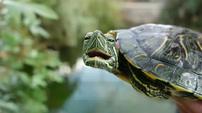 Les tortues possèdent la capacité de traiter des images complexes, un précurseur du cerveau des mammifères.