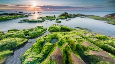 A zöld mohával borított Co Thach strand vonzza a ritka pillanatokra vágyó turistákat.