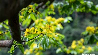 কোয়াং ত্রির বিশাল বনে শতাব্দী প্রাচীন হলুদ এপ্রিকট ফুলের গাছের মাঝে হারিয়ে যাওয়া।