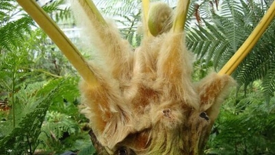 A *Cynanchum auriculatum* és az *Avicennia sinensis* fajok 2026-os nemzetközi exportkvótáinak bejelentése.