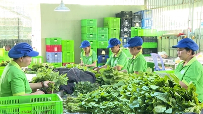 Préparation des produits agricoles pour la Fête des Lanternes (15e jour du premier mois lunaire).