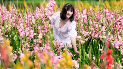 Taman gladiol, yang mekar lewat, secara tidak dijangka menjadi tumpuan utama di Da Lat.