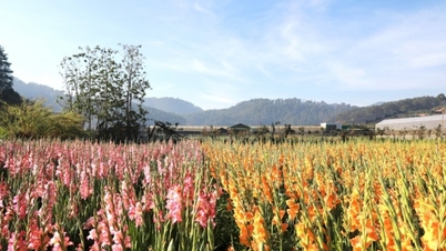 Da Lat: Mimosa Geçidi yakınlarındaki geç çiçek açan gladyol tarlaları çok sayıda turisti kendine çekiyor.