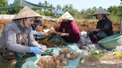 Beneficii duble ale modelului de cultivare a ciupercilor de paie în comuna Vinh Binh.
