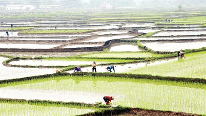 ខេត្ត Lao Cai ពន្លឿនការដាំដុះស្រូវរដូវរងា-រដូវផ្ការីកលើផ្ទៃដី ២៨.៤០០ ហិកតា។